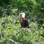 R&D Resort Bald Eagle