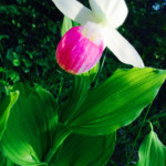 Lady Slipper Orchid at R&D Resort